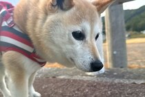 散歩中の犬が『小学生の女の子』に声をかけられた結果→吠えてしまい…子どもとは思えない『まさかの対応』に称賛の声「素敵なお話」「将来有望」