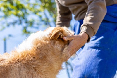 屋外で犬を撫でる