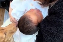 出産を終え、赤ちゃんと家に帰った結果→『2匹の犬』と出会って…『はじめましてのご挨拶』に反響「感動的な瞬間…」「兄弟が出来て嬉しそう」