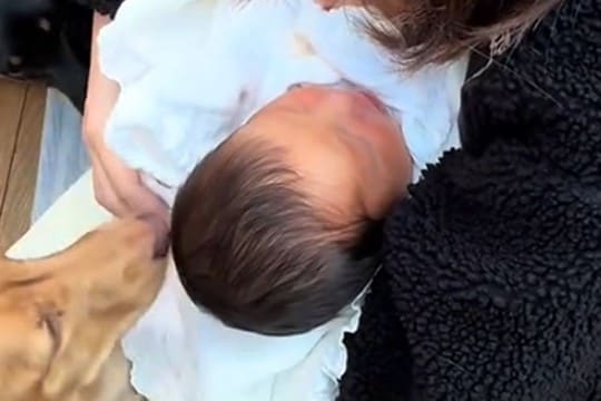 出産を終え、赤ちゃんと家に帰った結果→『2匹の犬』と出会って…『はじめましてのご挨拶』に反響「感動的な瞬間…」「兄弟が出来て嬉しそう」