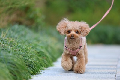 公園を散歩するトイ・プードル