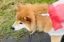 雨の日の散歩、犬のカッパが無かったので『しまむらのレジ袋』を…似合いすぎている『即席雨具』に反響「可愛い…」「爆笑した」
