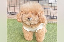 『本当に同じ犬…？』モッコモコの毛を持つ犬→家に迎えたころを見ると…完全に別犬な『衝撃の変貌』に反響「全然違う」「どっちも可愛すぎる」