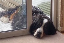 雪の中、なぜか『顔だけ部屋に入れる』超大型犬→判明した『まさかの理由』に10万いいね「甘えん坊と怠け者のミックスｗｗ」「折衷案で草」