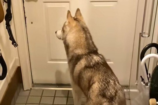 パパが『夜勤』に行ってしまったら、ハスキー犬が玄関で…『一緒に寝たい…寂しい』と訴える光景に反響「なんて健気」「パパ幸せ」「たまらん」