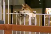 ママが居ないと思ってイタズラをする犬→突然ママが現れた結果…まさかの『表情の豹変』が200万再生「あ、終わった…の顔ｗ」「わかりやすｗ」