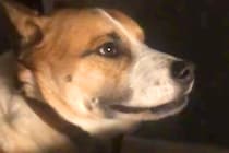 同居犬にチーズを横取りされた犬→ブチギレてしまい…まるで『人の兄弟のような光景』が26万再生「食べ物の恨みは怖いｗ」「心から謝ってる」