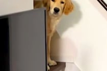 夜遅くに帰宅→眠っていた大型犬が『お出迎え』してくれて…愛を感じる『寝ぐせ』に反響「ボサボサで草」「寝ぼけ眼可愛すぎｗ」と２万再生