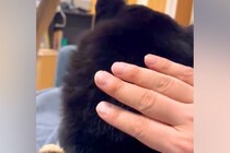 膝の上でくつろぐ犬→『こっち向いて』と頭をポンポンしてみたら…まさかの『振り向き方』が126万表示「向きがｗｗ」「可愛すぎる」と絶賛