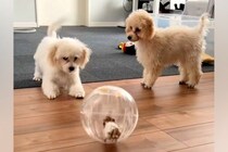 ハムスターを部屋の中でお散歩させた結果→2匹の犬が興味津々になり…『可愛すぎる大冒険』の一部始終が18万再生「未知との遭遇」「楽しそう」