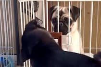 ケージに入れられた犬→同居犬が助けにきて…まさかの『協力して脱走する光景』に反響「賢すぎｗ」「仲良しコンビ」「一緒に遊びたかったのね」