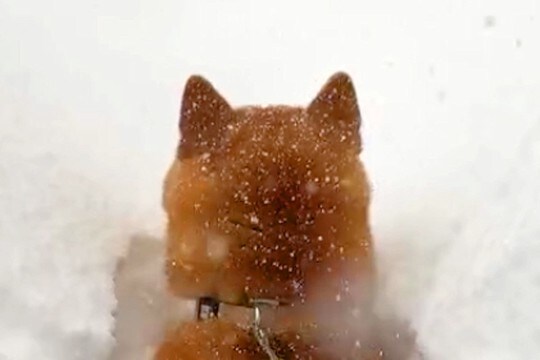 朝、起きたら大雪が積もっていて…犬が自ら埋もれに行った結果→『無謀すぎるダイブ』が愛おしすぎると136万再生「爆笑した」「揚げパンちゃん」