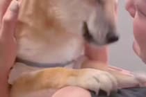 病院で手術をする犬→心配で一睡もできずに、9時間後…思わず涙する『ママとの再会の瞬間』と『表情』が9万再生「涙腺崩壊した」「満面の笑み」