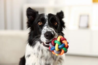 おもちゃを咥えるボーダーコリー