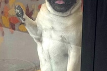 トリミングサロンへ犬をお迎えに行ったら…人間にしか見えない『まさかの表情と姿勢』が11万回表示「小さいおっさん感ｗ」「悶えた…」と絶賛