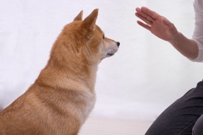 待ての指示、柴犬