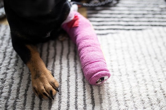 犬が『骨折』したときにかかる費用とは?どんな治療が必要なの?未然に防ぐ方法まで
