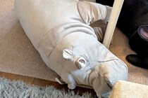 IKEAでなぜか一目惚れした『カバのぬいぐるみ』→まさかの『理由』が判明した瞬間に反響「どっちがどっち？」「兄弟みたい」「めちゃ可愛い」