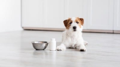 食器とサプリメントボトルの隣で伏せる犬