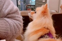 飲食店の男性に『恋』をしてしまった犬→もはやストーカー並みの『ロックオン』が21万再生「わんちゃんだから許されるｗ」「恋する乙女の目」