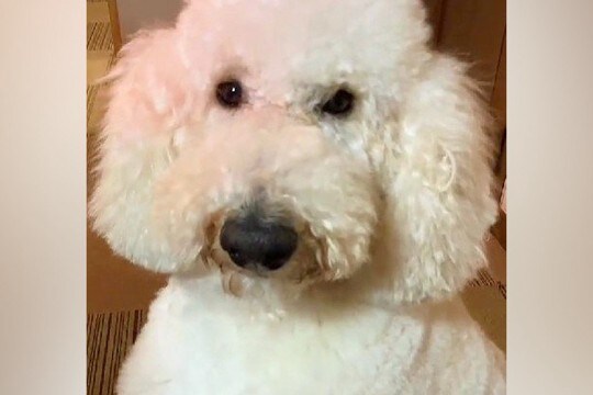 もじゃもじゃの大型犬を『丸刈り』にした結果→自分の姿を鏡を見て…まさかの『人間のような二度見』が9万再生「コントかとww」「お手本で草」