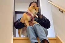 月1に一度の『犬が動物病院へ行く日』→入口を抜けた瞬間『危険な場所だ』と思い出して…突然ビビりだす光景が12万再生「気づくの可愛いｗｗ」