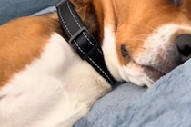 『なぜか布団を叩くような音が聞こえる』振り返った結果→犬が寝ていて…『まさかの光景と表情』に反響「何の夢見てるんだろ」「幸せなんだね」