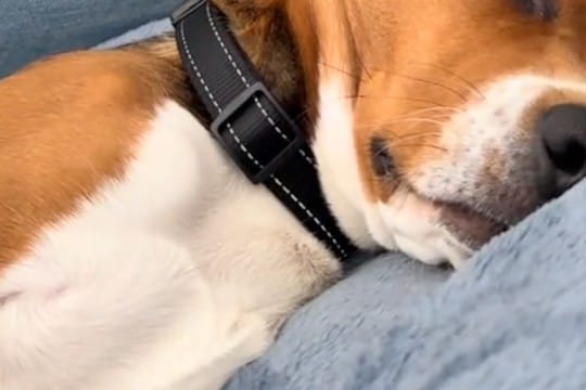 『なぜか布団を叩くような音が聞こえる』振り返った結果→犬が寝ていて…『まさかの光景と表情』に反響「何の夢見てるんだろ」「幸せなんだね」