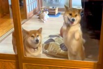 家に帰ったら、ドアの向こうで『2匹の犬』が気付いて…それぞれのお出迎え方法に爆笑「ドラムロールで草」「やかましくて最高ｗｗ」と4万再生