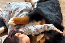 娘が悪さをしたので叱った結果→超大型犬が隣にやってきて…包容力がありすぎる『慰め方』が話題「めっちゃ理想」「わたしもいいですか？」の声も