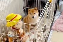 『トイレの業者』が来るので予行練習をした犬→約束の時間になると…『まさかの反応と展開』が15万再生「イメトレとはｗｗ」「最高すぎ」