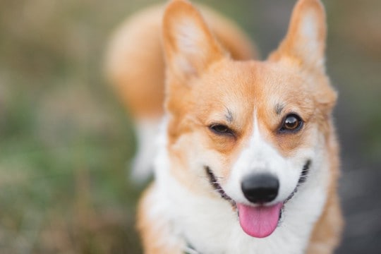 犬が『上機嫌になっている』ときにみせる仕草や行動5選 テンションがあがっているサインとは?