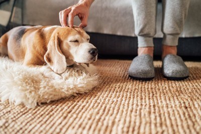 足元で頭を撫でてもらう犬