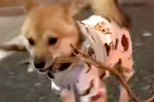 犬が散歩中に『枝』を発見→可愛らしいなと思ったら…まさかの『想像を超える長さ』に反響「思った以上に長いw」「大物ゲットで嬉しそう」