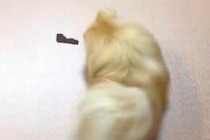 ジャーキーをもらった犬→『喜んで食べる』と思いきや…予想を上回る『まさかの行動』に5万いいね「どういう心境ｗｗ」「もう逃げられなくて草」