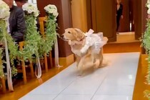 『リングドッグ』として登場した大型犬→元気よく出番を終えたと思ったら…まさかの展開が微笑ましすぎると27万再生「爆速w」「増えてて草」