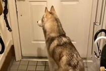 パパが『夜勤』に行ってしまったら、ハスキー犬が玄関で…『一緒に寝たい…寂しい』と訴える光景に反響「なんて健気」「パパ幸せ」「たまらん」