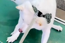 飼い主の入院でペットホテルに預けられた犬→お迎えに行き『すぐに帰りたがる』と思ったら⋯想定外の展開が12万再生「そんなにｗｗ」「可愛い」