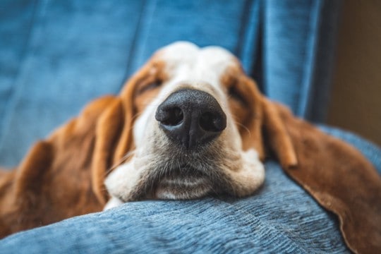 犬の『鼻が濡れている』ワケとは?常に湿っているけど大丈夫?注意すべき状態まで