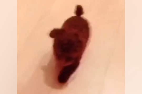 『本当に同じ犬…?』小さくて可愛らしい子犬→10年後の現在は…『衝撃的な変化』が102万再生「面影なさすぎて草」「誰かわからんww」