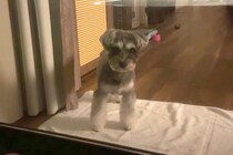 箱根旅行中、客室露天風呂に入った結果→寂しくなった犬が、窓越しに…すぐに上がりたくなる『健気な行動』に反響「地団駄踏んでるｗ」「可愛い」