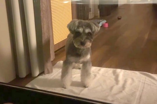 箱根旅行中、客室露天風呂に入った結果→寂しくなった犬が、窓越しに…すぐに上がりたくなる『健気な行動』に反響「地団駄踏んでるw」「可愛い」