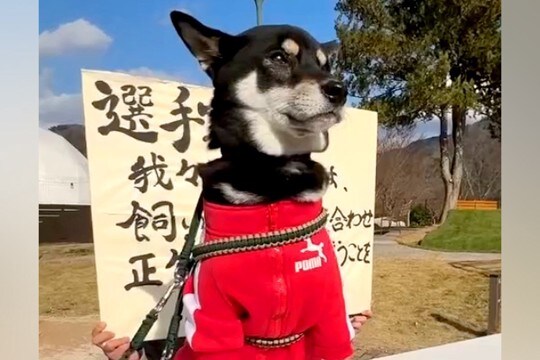 『犬の運動会』に参加し、張りきっている犬→いざ競技が始まると…想定外な『まさかの展開』が13万再生「期待を裏切らない結果w」「さすが」