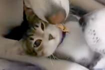 『道端でうずくまっていた子猫』を保護→大型犬が暮らす家にお迎えしたら…種族を超えた尊い光景が12万再生「最強ボディーガード」「幸せそう」