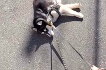 ハスキー犬が『散歩拒否』で動かなくなった結果→呆れた弟犬が…『まさかの光景と結末』に称賛の声「ナイスアシスト」「一生懸命で可愛い」