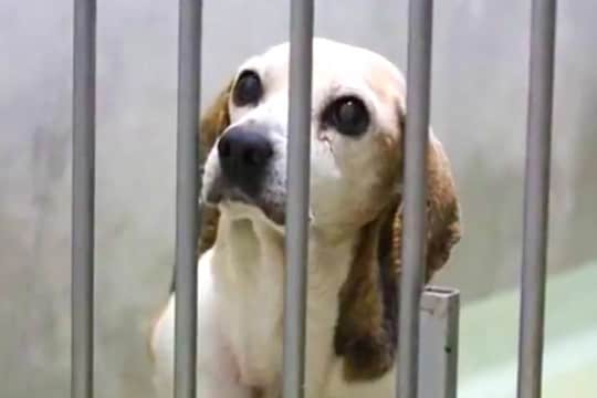 多頭飼育崩壊で『家を失った高齢犬』を保護→『家族になりたい』と里親が現れ…幸せを掴んだ現在に思わず感動「本当よかった」「涙が止まらない」