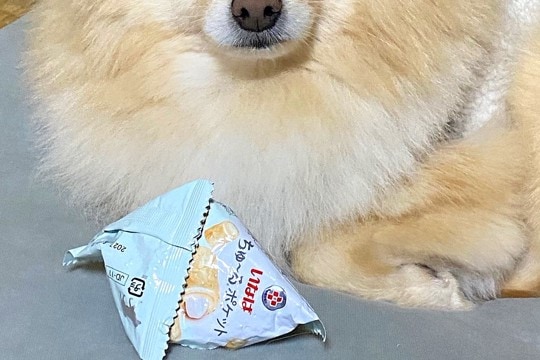 『食べたことのないオヤツ』をもらった犬→あまりにも美味しくて…『まさかの行動と表情』が可愛すぎると17万表示「うるうるw」「癒された」