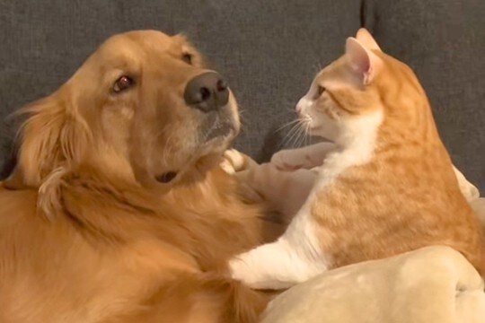 猫パンチされる大型犬→まるで『芸人のツッコミのような状況』が45万再生「トムブラウン忠実に再現されてるww」「M-1出れるw」と爆笑続々