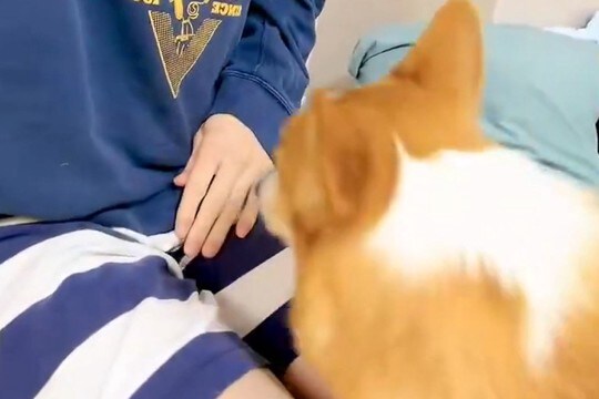 『笑い止まらんごめんww』膝に乗ろうと頑張る短足の犬→思わず笑う『まさかの光景』が141万表示「チャームポイントが仇にww」「最高」