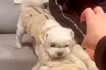 絶対におじいちゃんを守りたい犬→手を伸ばしただけなのに…ブチギレる光景と『まさかの結末』が20万再生「優秀なSP」「急に飽きるの草」